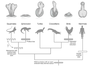 Illustration for article titled A Reptile With No Penis Just Solved a Baffling Scientific Mystery